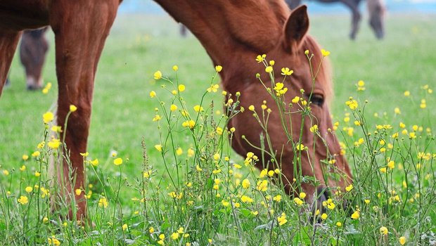 Der giftige Scharfe Hahnenfuss wird auf Weiden meist nicht gefressen. 