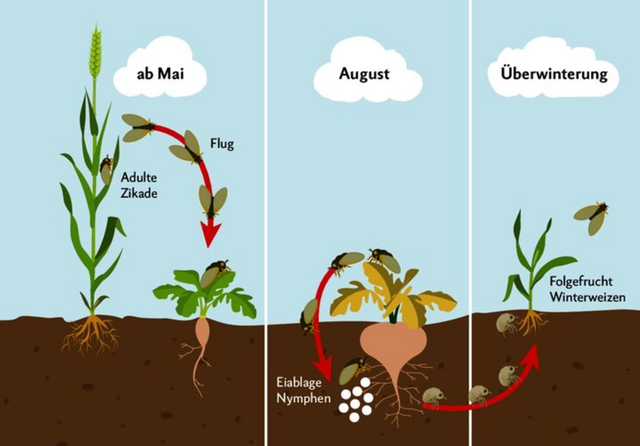 Die Zikade fliegt aus den Winterweizenfeldern in die Zuckerrüben ein. Durch das Saugen von Blattsaft übertragen infizierte Zikaden das SBR-Bakterium auf die Rübe. Folgt Winterweizen, überwintern die Zikaden dort.