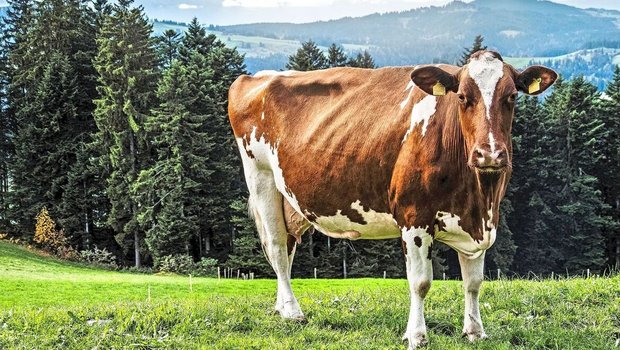 Antibiotikaeinsatz beim Schweizer Nutzvieh Eine gefleckte Kuh steht auf der Weide.