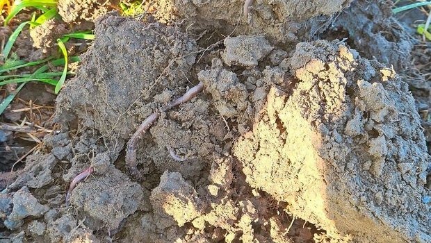 Konservierende Landwirtschaft stellt den Boden ins Zentrum. Zum gesunden Boden gehören viele Regenwürmer.