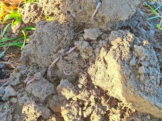 Konservierende Landwirtschaft stellt den Boden ins Zentrum. Zum gesunden Boden gehören viele Regenwürmer.