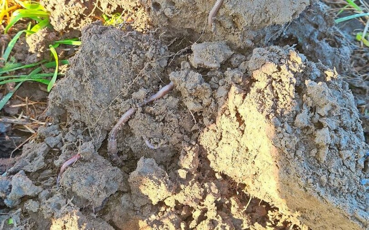 Konservierende Landwirtschaft stellt den Boden ins Zentrum. Zum gesunden Boden gehören viele Regenwürmer.