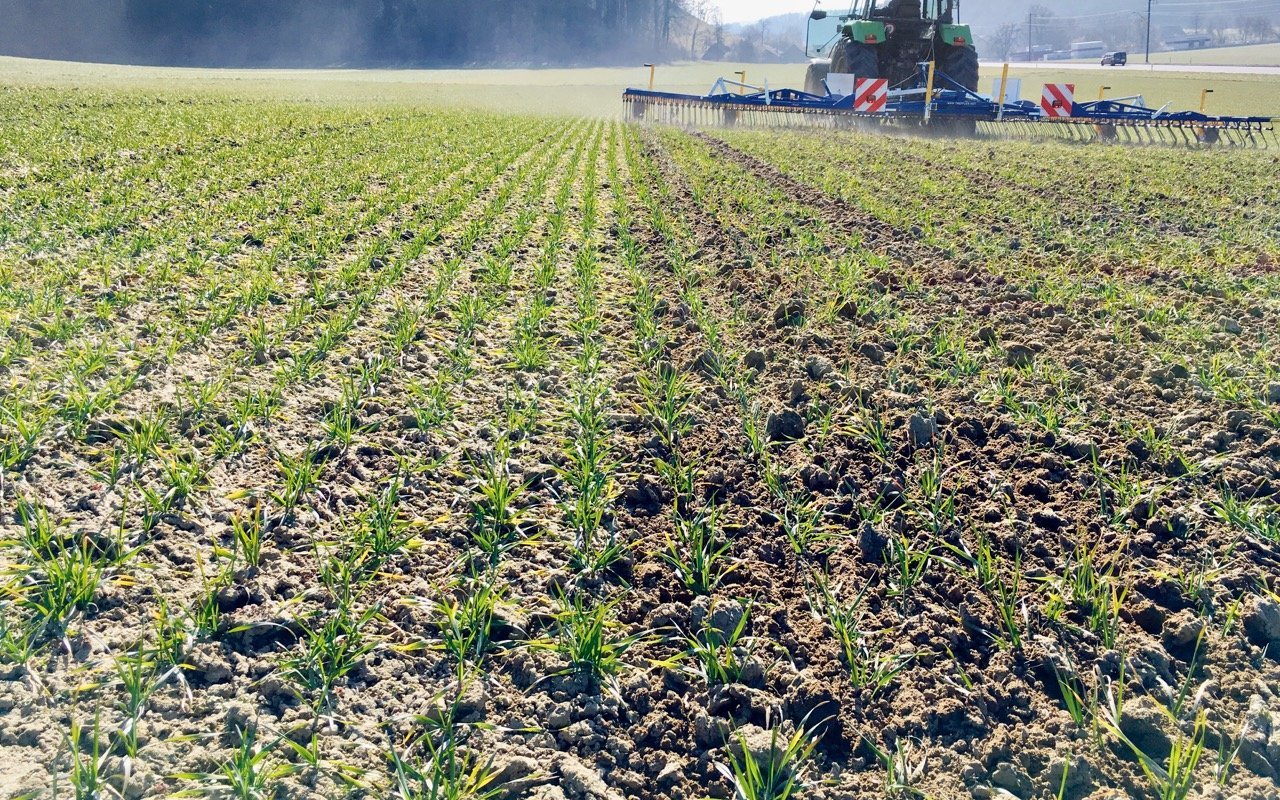 Durch den Striegeleinsatz wird nicht nur Unkraut reguliert, sonder die Bodenoberfläche aufgelockert. So gelangt wieder mehr Luft in den Boden. Bild: Wallierhof