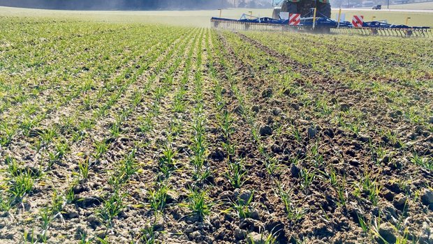 Getreidefelder mit Ackerfuchsschwanz und Windhalm im Winter striegeln Durch den Striegeleinsatz wird nicht nur Unkraut reguliert, sonder die Bodenoberfläche aufgelockert. So gelangt wieder mehr Luft in den Boden. Bild: Wallierhof