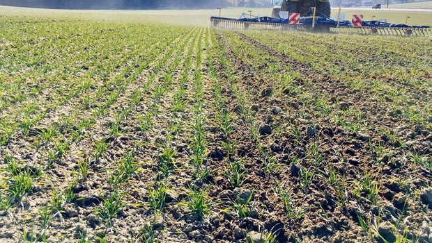 Durch den Striegeleinsatz wird nicht nur Unkraut reguliert, sonder die Bodenoberfläche aufgelockert. So gelangt wieder mehr Luft in den Boden. Bild: Wallierhof