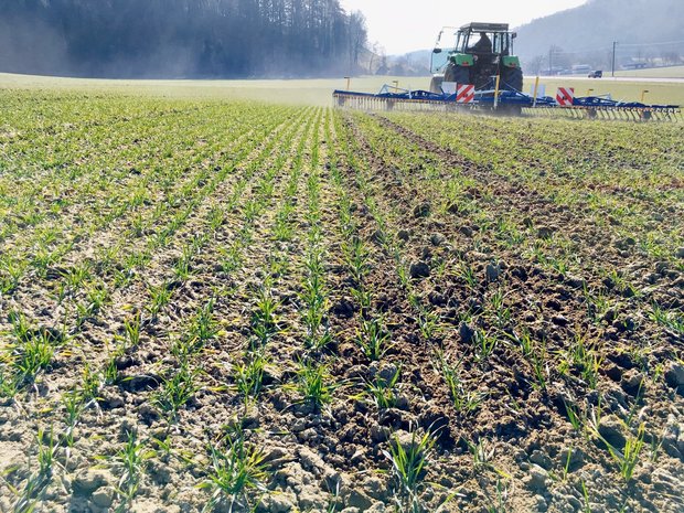Getreidefelder mit Ackerfuchsschwanz und Windhalm im Winter striegeln Durch den Striegeleinsatz wird nicht nur Unkraut reguliert, sonder die Bodenoberfläche aufgelockert. So gelangt wieder mehr Luft in den Boden. Bild: Wallierhof