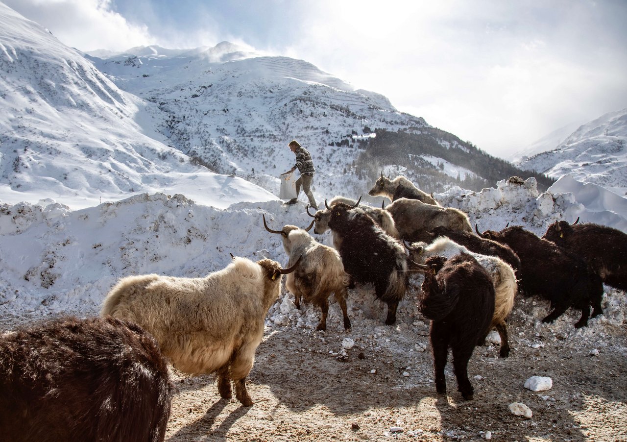 Die Yaks vom Schweizer Landwirt Adrian Regli in Andermatt UR.