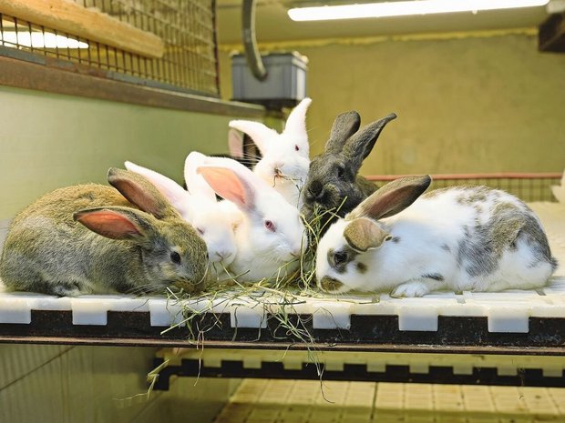 Die Kaninchenfleischproduktion ist in der Schweiz eine Nische, neue ProduzentInnen werden jedoch dringend gesucht.