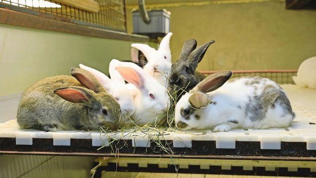 Die Kaninchenfleischproduktion ist in der Schweiz eine Nische, neue ProduzentInnen werden jedoch dringend gesucht.
