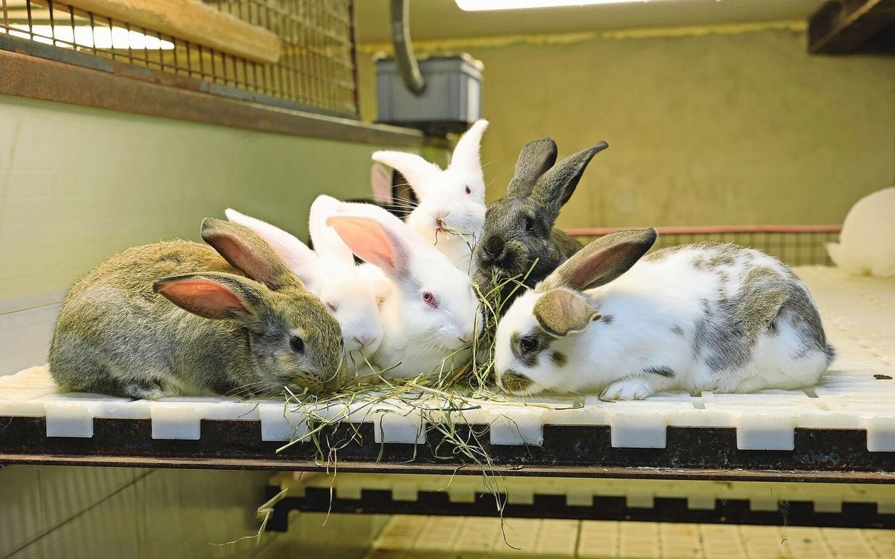 Die Kaninchenfleischproduktion ist in der Schweiz eine Nische, neue ProduzentInnen werden jedoch dringend gesucht.
