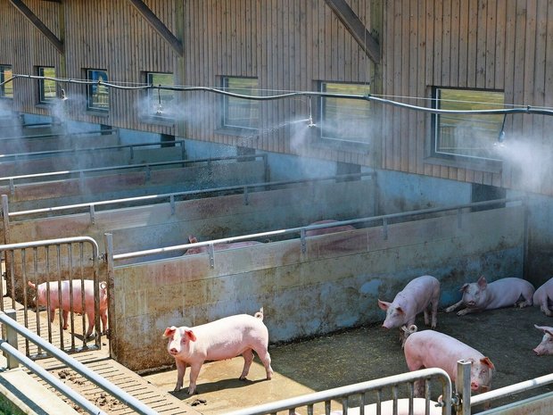 Eine Niederdruckberieselung mittels Sprinkleranlage über dem Auslauf verschafft den Schweinen bei hohen Temperaturen Abkühlung. 