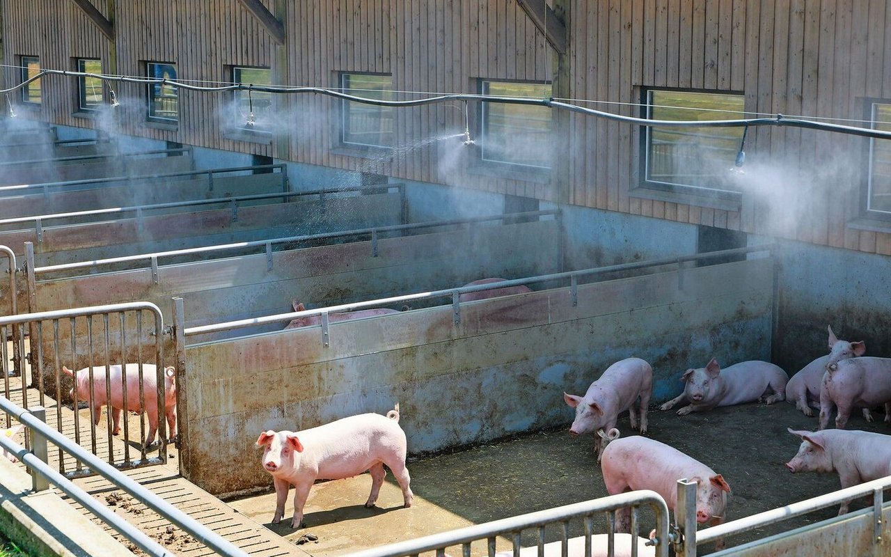 Eine Niederdruckberieselung mittels Sprinkleranlage über dem Auslauf verschafft den Schweinen bei hohen Temperaturen Abkühlung. 