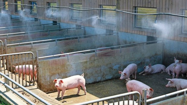 Eine Niederdruckberieselung mittels Sprinkleranlage über dem Auslauf verschafft den Schweinen bei hohen Temperaturen Abkühlung. 