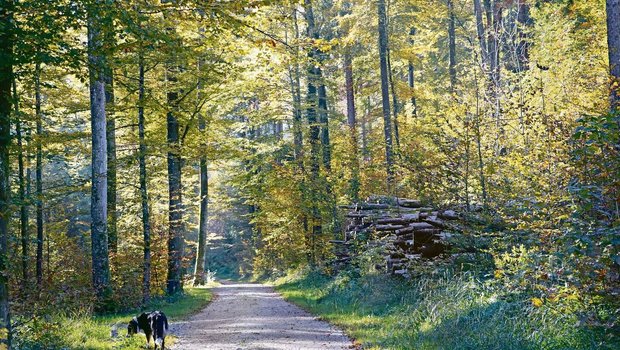 Im Herbst ist die Steueroptimierung angesagt. Ist das Geschäftsjahr zu Ende, kann man nur noch mit der Abschreibungshöhe das Einkommen und somit die Steuerbelastung beeinflussen.