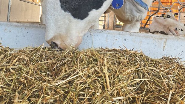 Eine schwarz-weisse Kuh frisst Grassilage aus der Krippe.