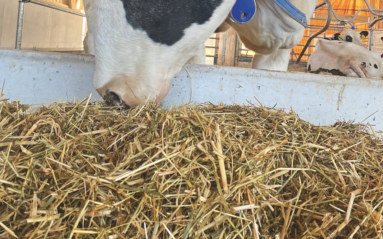 Eine schwarz-weisse Kuh frisst Grassilage aus der Krippe.