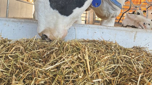 Fütterung der Wiederkäuer Eine schwarz-weisse Kuh frisst Grassilage aus der Krippe.