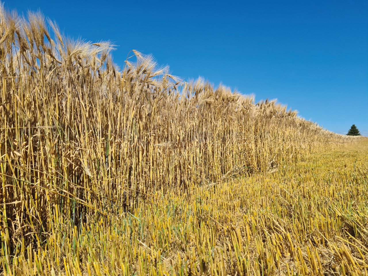 Der zähe Grünanteil im Erntegut erschwert die Einstellung der Druschorgane. Und durch den Zellsaft der feuchten Masse wird das Korn im Dreschwerk wieder befeuchtet. Bild: Beat Schmid