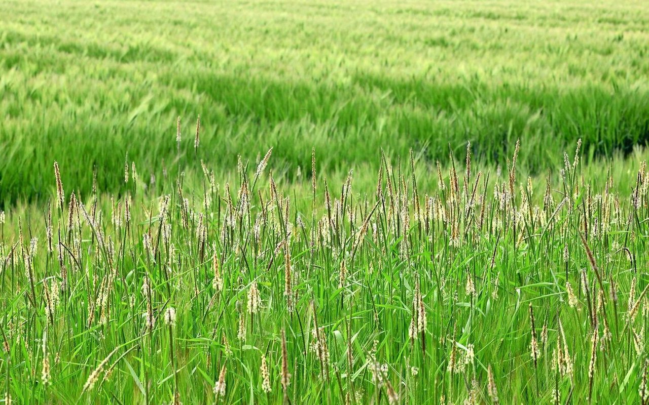 Der Acker-Fuchsschwanz tritt oft in Fruchtfolgen mit viel Wintergetreide auf. 