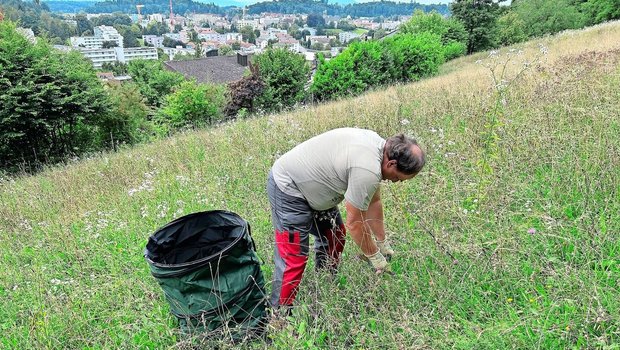 Biolandwirt Peter Rüegg aus Agasul wendet unzählige Stunden auf, um mit einem Stechwerkzeug das Berufkraut samt Wurzel aus seiner Pachtfläche zu entfernen und anschliessend zu entsorgen.