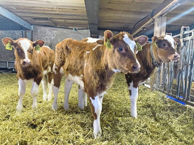 Im Winter kommen besonders viele Risikofaktoren für Kälber zusammen, die sich direkt auf Tiergesundheit und Erfolg der Aufzucht auswirken können.