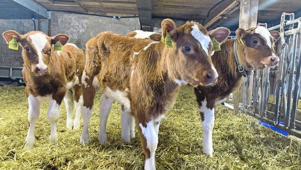 Im Winter kommen besonders viele Risikofaktoren für Kälber zusammen, die sich direkt auf Tiergesundheit und Erfolg der Aufzucht auswirken können.