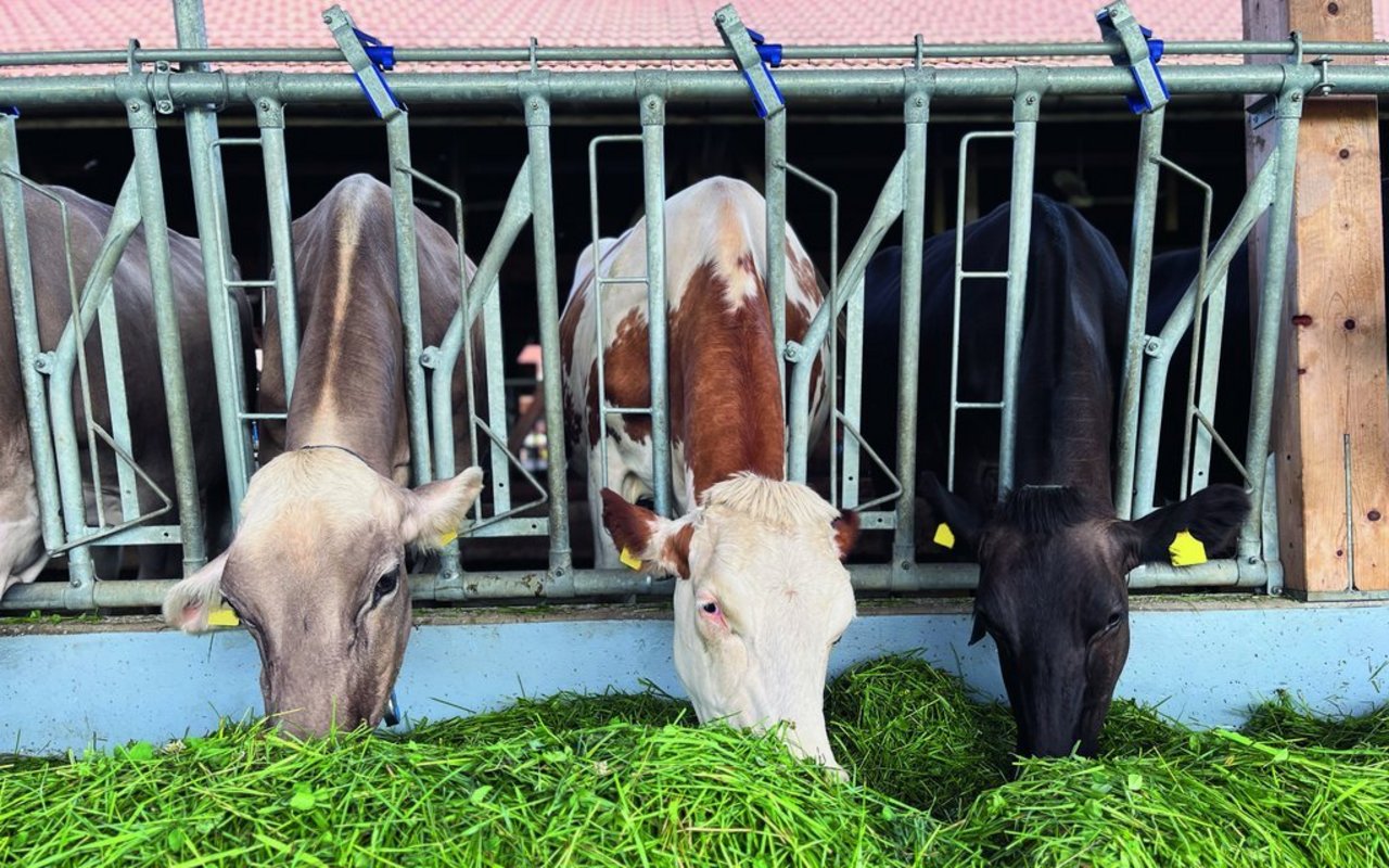 Drei unterschiedliche Kühe strecken den Kopf durch das Fressgitter im Laufstall und fressen frisches Gras.