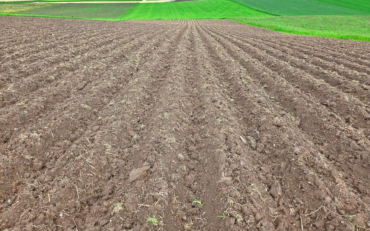 Das Maisfeld nach der Ansaat: Nach dem Abtrocknen wurden die Dämme gezogen und nach dem Absetzen der Dämme erfolgte die Saat.