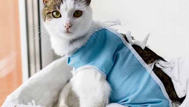 Bei Freigängerkatzen spricht besonders viel für eine Kastration – auch ausmedizinischer Sicht.