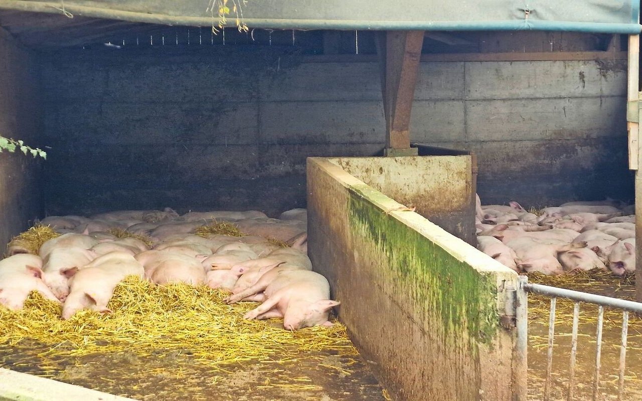 Beim Beratungsbesuch liegen die Endmasttiere entspannt und zeigen ein korrektes Liegeverhalten.