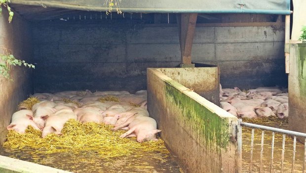 Beim Beratungsbesuch liegen die Endmasttiere entspannt und zeigen ein korrektes Liegeverhalten.