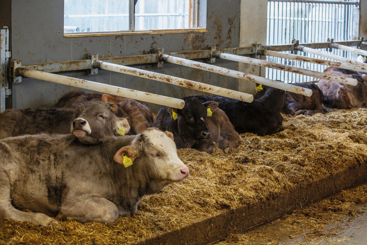 Die Mastkälber legen sich nicht gerade hin. «Aber die flexiblen Trennbügel bringen trotzdem Ruhe in den Liegebereich», sagt Andreas Käslin. Bild: Pia Neuenschwander