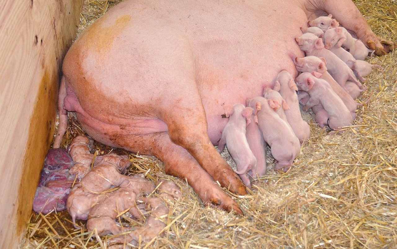 Kommen Totgeburten gehäuft vor, braucht es Abklärungen, insbesondere wenn es vermehrt zur Geburt von mumifizierten Ferkeln kommt. Bild: SGD/Cornelia Vontoebl