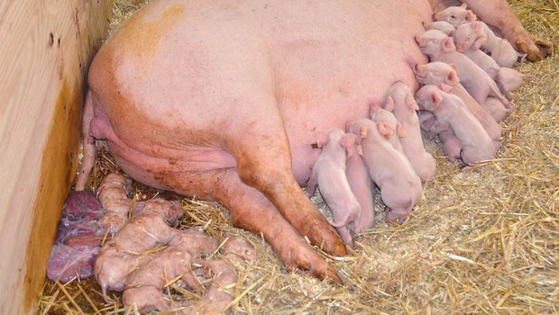 Der Schweinegesundheitsdienst rät zu Aufmerksamkeit für tot geborene Ferkel Kommen Totgeburten gehäuft vor, braucht es Abklärungen, insbesondere wenn es vermehrt zur Geburt von mumifizierten Ferkeln kommt. Bild: SGD/Cornelia Vontoebl