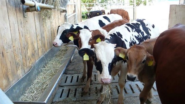 Mastkälber: Zurzeit läuft es auf diesem Markt nicht besonders rund. (Bild zVg)