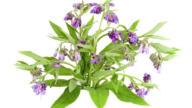 Wallwurz, auch Beinwell genannt,  tut dem Bein well (gut), ganz besonders den Knochenhäuten.