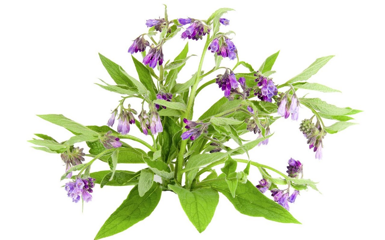 Wallwurz, auch Beinwell genannt,  tut dem Bein well (gut), ganz besonders den Knochenhäuten.