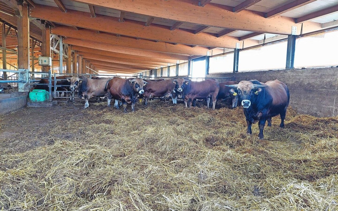 Auf diesem 850 Hektaren grossen Betrieb werden Mutterkühe der Rasse Aubrac gehalten. Pro Jahr werden rund 250 Kälber in der eigenen Metzgerei in der Stadt geschlachtet und vermarktet. Die Kälber wachsen auf der Weide auf und werden im Stall ausgemästet. Die Landwirte in Kroatien müssen ihre Tiere mit Herdenschutzhunden vor Wölfen, Bären und Wildschweinen schützen. 