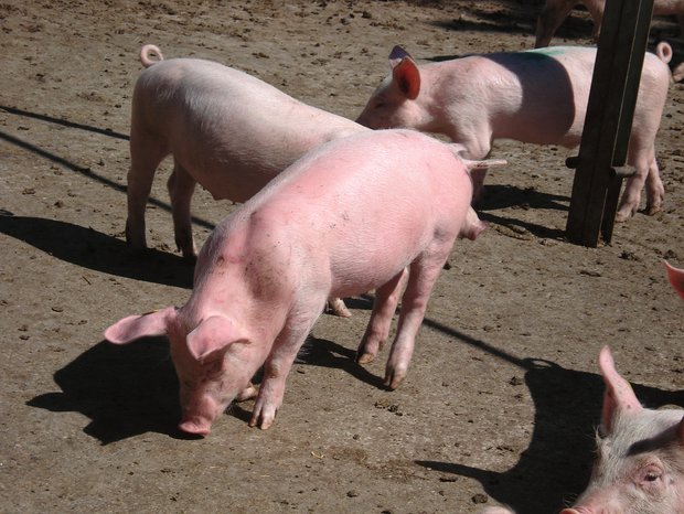 Schweine vor Hitze und Sonnenbrand schützen Besonders frisch eingestallte Jager verbrennen sich, da sie sich noch nicht an die Sonne gewöhnen konnten.Bild: Suisag