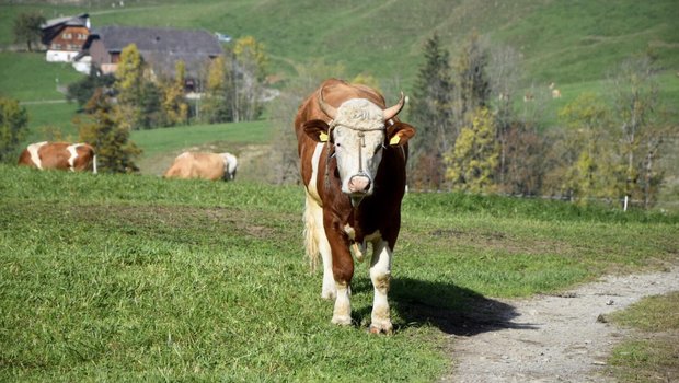 Ein Nasenring wird zwar empfohlen, macht aber nur Sinn, wenn das Tier auch daran geführt werden kann. (Bild ke/bauz)