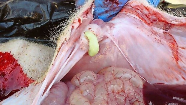 Nabel richtig versorgen Die Eingeweide eines Schweins sind zu sehen. Aus dem Nabel läuft gelber Eiter heraus.