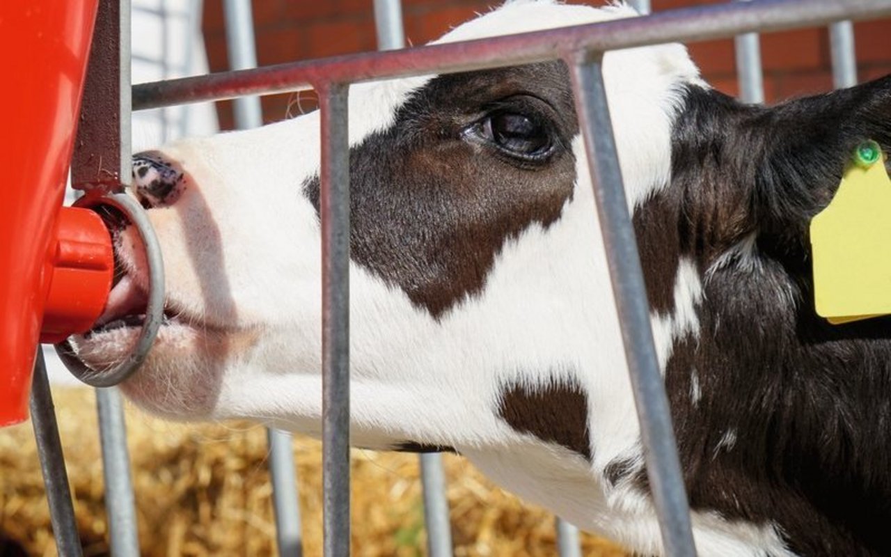 Kälber brauchen in den ersten Lebenswochen viel Milch, die sie langsam trinken sollen. Kolostrum verursacht eine immunologische Programmierung. Bild: Adobe Stock