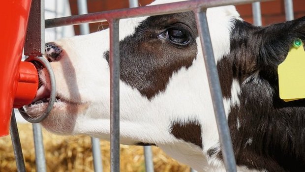 Kälber brauchen in den ersten Lebenswochen viel Milch, die sie langsam trinken sollen. Kolostrum verursacht eine immunologische Programmierung. Bild: Adobe Stock