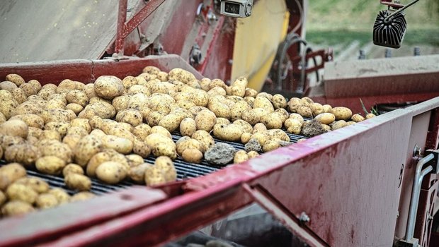 Dank mehrheitlich guten Anbaubedingungen fällt die diesjährige Kartoffelernte erfreulich aus.