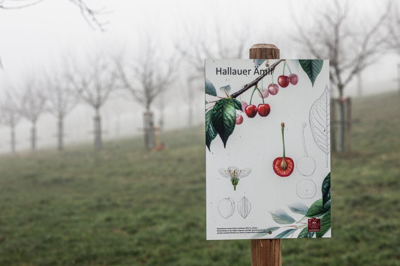 Im Obstgarten wachsen 110 verschiedene, zum Teil sehr selten gewordene, Hochstamm-Kirschsorten, zum Beispiel die Sauerkirsche «Hallauer Aemli». Bild: Pia Neuenschwander