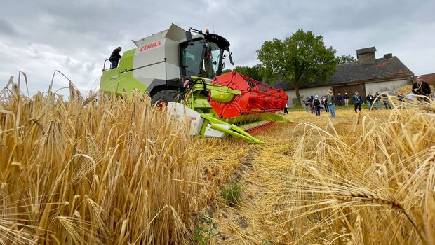 Ein Mähdrescher Claas Evion 450 im Weizenfeld.