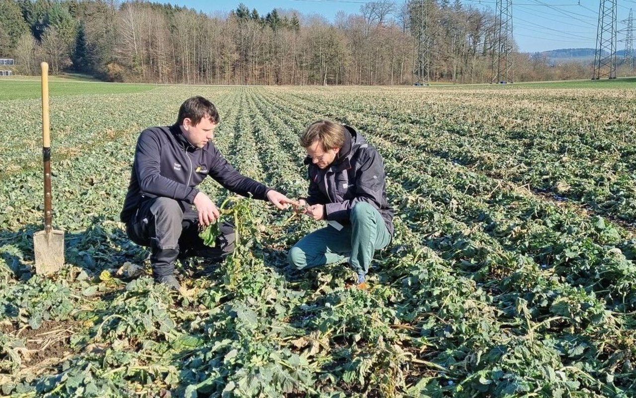 Serge Braun (links) und Martin Bertschi (rechts) empfehlen, beim Raps je nach Bestandesentwicklung die Düngung anzupassen. 