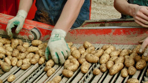 Solidarische Landwirtschaft (Solawi) basiert auf der direkten Zusammenarbeit von Produzenten und Konsumenten. Foto: BauZ