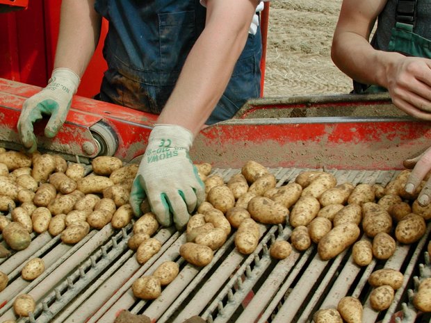 Das ist solidarische Landwirtschaft Solidarische Landwirtschaft (Solawi) basiert auf der direkten Zusammenarbeit von Produzenten und Konsumenten. Foto: BauZ