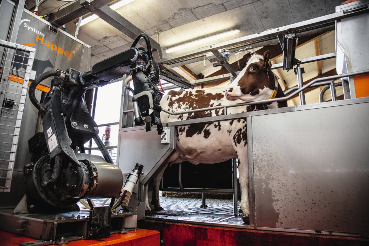 Beim System Happel setzt ein Industrieroboter die Melkbecher an. Optional kann der Roboter auch eine zweite Melkbox bedienen. Bild: Pia Neuenschwander